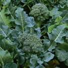 600+ seeds Broccoli  Green Sprouting Calabrese Non-Gmo Usa Seller