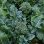 600+ seeds Broccoli  Green Sprouting Calabrese Non-Gmo Usa Seller
