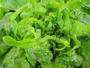 600+ seeds Oakleaf Lettuce  Leaf Vegetable Non-Gmo Usa Seller