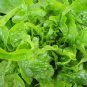 600+ seeds Oakleaf Lettuce  Leaf Vegetable Non-Gmo Usa Seller