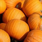 20 seeds Jack O Lantern Pumpkin Ct Halloween Vegetable Non-Gmo Usa