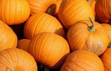 20 seeds Jack O Lantern Pumpkin Ct Halloween Vegetable Non-Gmo Usa