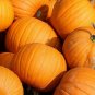 20 seeds Jack O Lantern Pumpkin Ct Halloween Vegetable Non-Gmo Usa