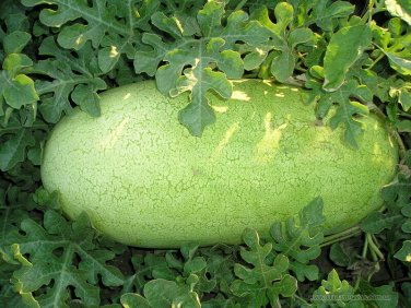 20 seeds Watermelon Ct Non-Gmo  Charleston Grey