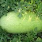 20 seeds Watermelon Ct Non-Gmo  Charleston Grey
