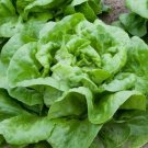 600+ seeds Butter Crunch Lettuce  Butterhead Vegetable Non-Gmo Usa