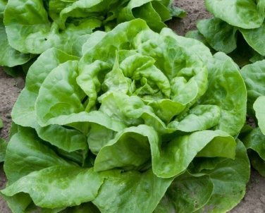 600+ seeds Butter Crunch Lettuce  Butterhead Vegetable Non-Gmo Usa