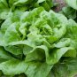 600+ seeds Butter Crunch Lettuce  Butterhead Vegetable Non-Gmo Usa