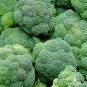 600+ seeds Broccoli  Waltham