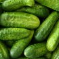 50+ seeds National Pickling Cucumber  Vegetable Non-Gmo Us Seller