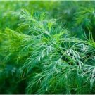 500+ seeds Dill Dukat  Anethum Graveolens Herb Spice Culinary Non-Gmo