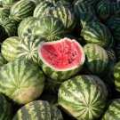 30+ seeds Crimson Sweet Watermelon  Fruit Melon Heirloom Non-Gmo
