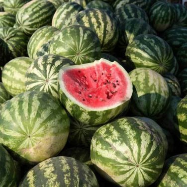 30+ seeds Crimson Sweet Watermelon  Fruit Melon Heirloom Non-Gmo