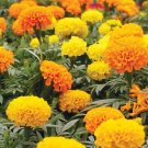 150+ seeds Marigold  African Cracker Jack Mix Flower Usa Seller
