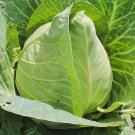 500+ seeds Early Jersey Wakefield Cabbage  Heirloom Vegetable Usa