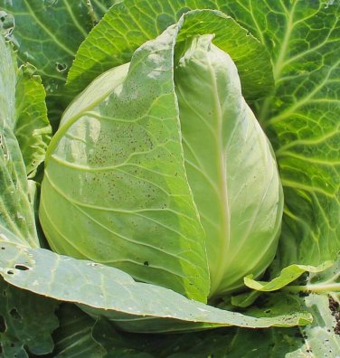 500+ seeds Early Jersey Wakefield Cabbage  Heirloom Vegetable Usa