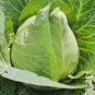 500+ seeds Early Jersey Wakefield Cabbage  Heirloom Vegetable Usa