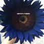 Midnight Blue Sunflowers Huge Flower Blooms Large Heads Edible 50+ seeds