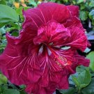 Amber Red Hibiscus Flowers  25 seeds