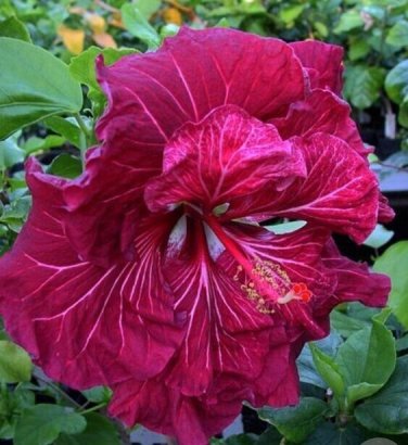 Amber Red Hibiscus Flowers  25 seeds
