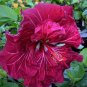 Amber Red Hibiscus Flowers  25 seeds