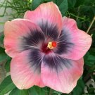 Light Pink Grey Hibiscus Flowers  25 seeds