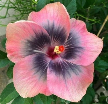 Light Pink Grey Hibiscus Flowers  25 seeds