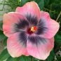 Light Pink Grey Hibiscus Flowers  25 seeds
