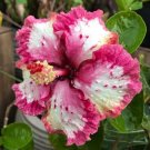 Ruffled Pink Tip Hibiscus Flowers  25 seeds