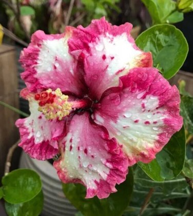 Ruffled Pink Tip Hibiscus Flowers  25 seeds