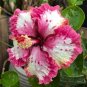 Ruffled Pink Tip Hibiscus Flowers  25 seeds