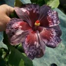 Black Brown Hibiscus Flowers  25 seeds
