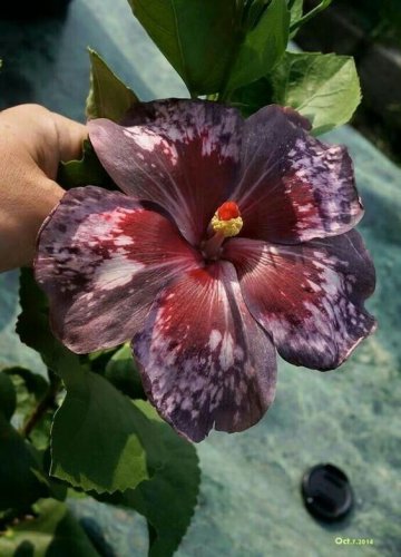 Black Brown Hibiscus Flowers  25 seeds