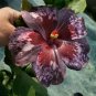 Black Brown Hibiscus Flowers  25 seeds