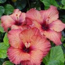 Two Tone Red Hibiscus Flowers  25 seeds