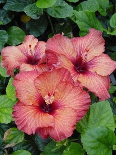 Two Tone Red Hibiscus Flowers  25 seeds
