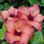 Two Tone Red Hibiscus Flowers  25 seeds