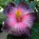 Hot Pink Black Hibiscus Flowers  25 seeds