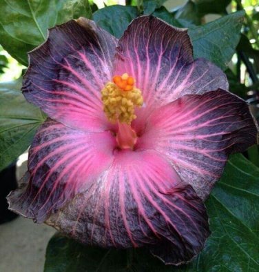 Hot Pink Black Hibiscus Flowers  25 seeds