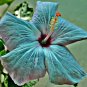 Teal Blue Hibiscus Flowers  25 seeds