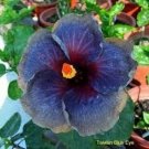 Grey & Blue Hibiscus Flowers  25 seeds