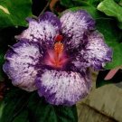Spotted Purple Hibiscus Flowers  25 seeds