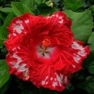 Ruby Red Hibiscus Flowers  25 seeds