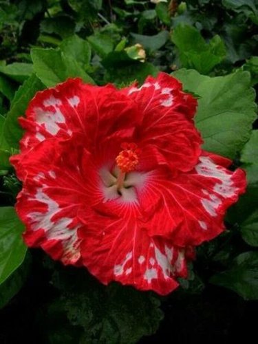Ruby Red Hibiscus Flowers  25 seeds