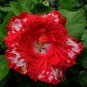 Ruby Red Hibiscus Flowers  25 seeds
