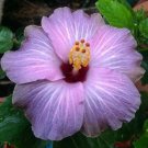 Purple Lavender Hibiscus Flowers  25 seeds