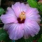 Purple Lavender Hibiscus Flowers  25 seeds