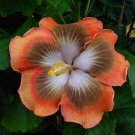 Orange & Tan Hibiscus Flowers  25 seeds