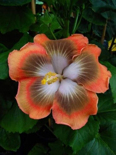 Orange & Tan Hibiscus Flowers  25 seeds