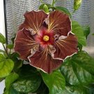 Deep Brown Hibiscus Flowers  25 seeds